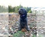 Small Photo #1 Miniature Labradoodle Puppy For Sale in BILLERICA, MA, USA