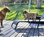 Small Photo #6 Golden Retriever Puppy For Sale in EARLHAM, IA, USA