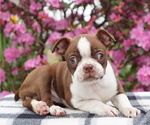 Small #1 Boston Terrier