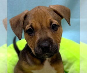 Mutt Dogs for adoption in Jefferson, WI, USA