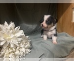 Small #3 Pembroke Welsh Corgi