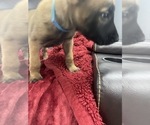 Small Photo #134 Belgian Malinois Puppy For Sale in REESEVILLE, WI, USA