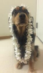 Border Collie-Cavalier King Charles Spaniel Mix Dogs for adoption in MESA, AZ, USA