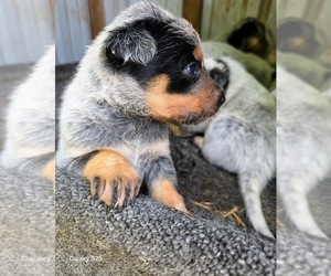 Australian Cattle Dog Puppy for sale in CANON, GA, USA