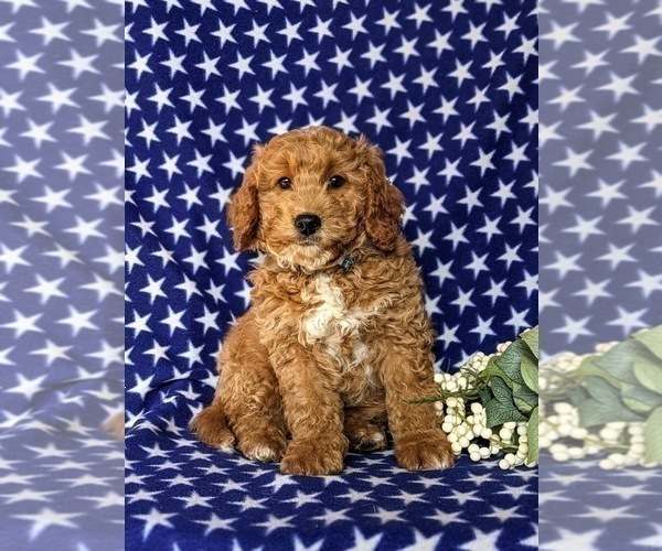 Medium Photo #8 Goldendoodle (Miniature) Puppy For Sale in AIRVILLE, PA, USA
