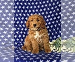 Small Photo #8 Goldendoodle (Miniature) Puppy For Sale in AIRVILLE, PA, USA