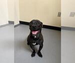 Small #2 Mutt