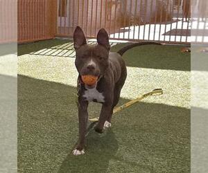 Mutt Dogs for adoption in Las Vegas, NV, USA