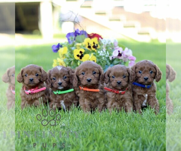 Medium Photo #2 Cavapoo (Miniature) Puppy For Sale in QUARRYVILLE, PA, USA