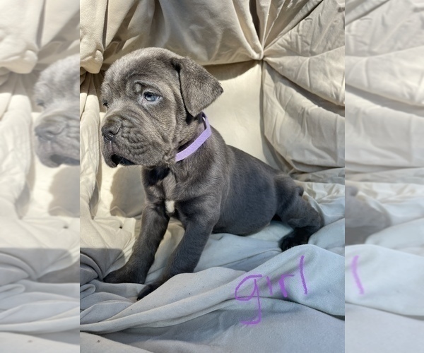 Full screen Photo #2 Cane Corso Puppy For Sale in HUGHSON, CA, USA