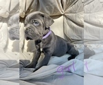 Small Photo #2 Cane Corso Puppy For Sale in HUGHSON, CA, USA