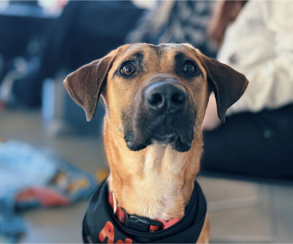 Medium Photo #4 Mutt Puppy For Sale in Shelburne, VT, USA