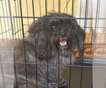 Nora - Female Shih Tzu-Unknown Mix Dog for Adoption - Small photo