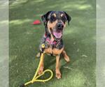 Small Rottweiler Mix