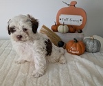 Small #4 ShihPoo