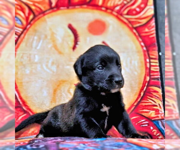 Medium Photo #2 Golden Retriever-Unknown Mix Puppy For Sale in Rutherfordton, NC, USA