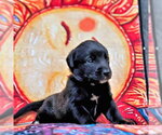 Small #1 Golden Retriever Mix