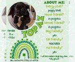 Small #5 American Staffordshire Terrier Mix