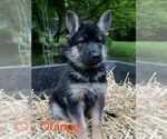 Puppy 4 German Shepherd Dog-Siberian Husky Mix