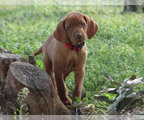 Medium Photo #1 Vizsla Puppy For Sale in AMORITA, OK, USA