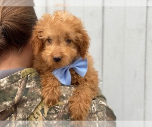 Goldendoodle Puppy for sale in CEDAR LANE, PA, USA