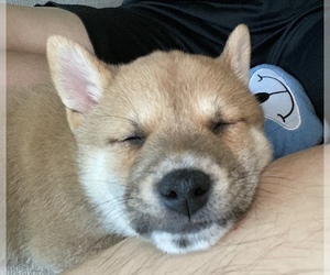 Shiba Inu Puppy for sale in AUSTIN, TX, USA