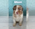 Puppy Chex Australian Shepherd