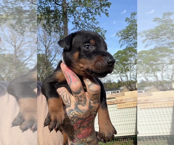 Medium Photo #2 Doberman Pinscher Puppy For Sale in NEWTON, NC, USA