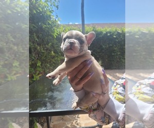 French Bulldog Puppy for sale in MIAMI, FL, USA
