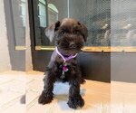 Small Photo #1 Schnauzer (Miniature) Puppy For Sale in BROKEN ARROW, OK, USA