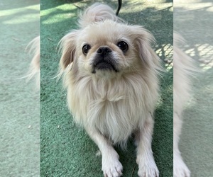 Pekingese Dog for Adoption in MESQUITE, Texas USA