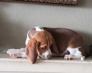 Small Photo #20 Beagle Puppy For Sale in EL CAJON, CA, USA