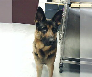 German Shepherd Dog Dogs for adoption in Fayetteville, NC, USA