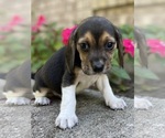 Small #3 Beagle