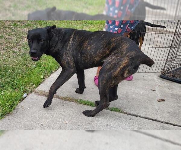 Medium Photo #2 Mutt Puppy For Sale in San Antonio, TX, USA