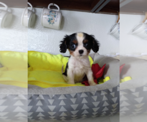 Cavalier King Charles Spaniel Puppy for sale in CHICAGO, IL, USA