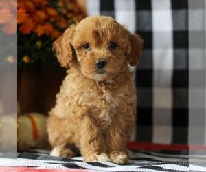 Goldendoodle (Miniature) Puppy for sale in LITITZ, PA, USA