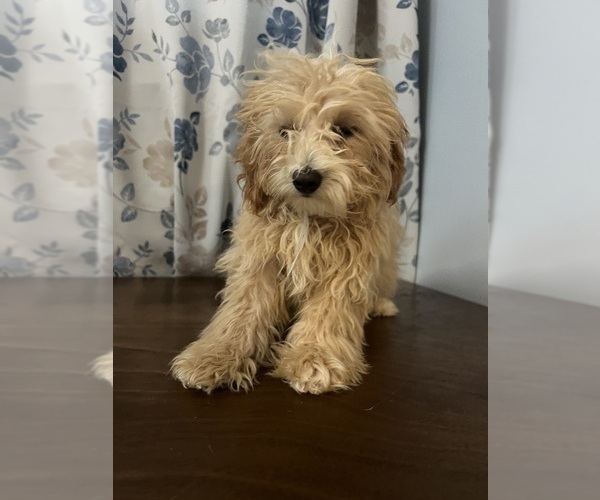 Medium Photo #57 Cavapoo-Poodle (Miniature) Mix Puppy For Sale in DURHAM, CT, USA