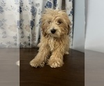 Small #56 Cavapoo-Poodle (Miniature) Mix
