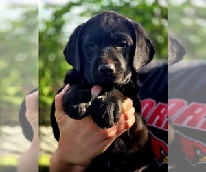 Medium Labrador Retriever