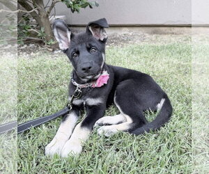 German Shepherd Dog-Unknown Mix Dogs for adoption in Fort Worth, TX, USA