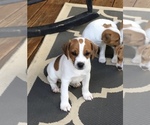 Small Photo #1 Jack Russell Terrier Puppy For Sale in SEYMOUR, TN, USA