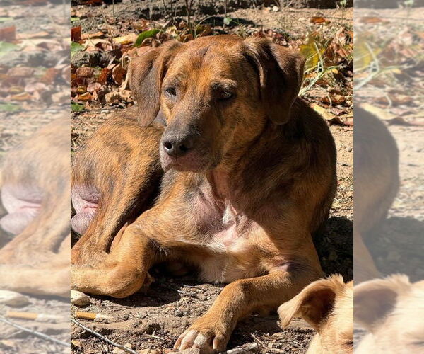 Medium Photo #2 Mutt Puppy For Sale in Alexander, AR, USA