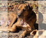 Small #1 Mutt