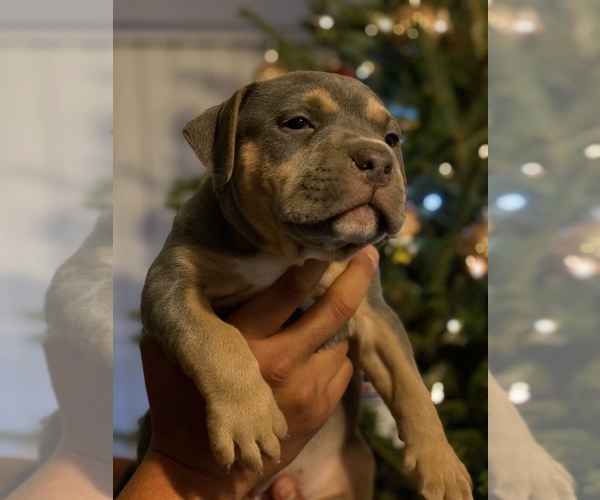 Medium Photo #1 American Pit Bull Terrier Puppy For Sale in PALM BCH GDNS, FL, USA