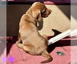 Small Photo #15 Labrador Retriever Puppy For Sale in ASHEVILLE, NC, USA