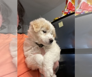 Chow Chow-German Shepherd Dog Mix Puppy for sale in CHATTANOOGA, TN, USA