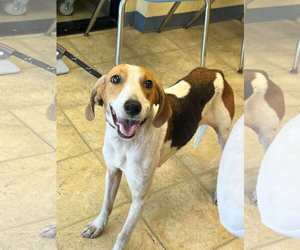 Medium Photo #5 Mutt Puppy For Sale in Virginia Beach, VA, USA