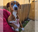 Amber - Female Chiweenie Dog for Adoption - Small photo