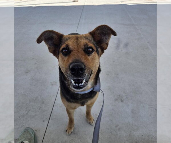 Medium Photo #2 Mutt Puppy For Sale in Palmetto, FL, USA